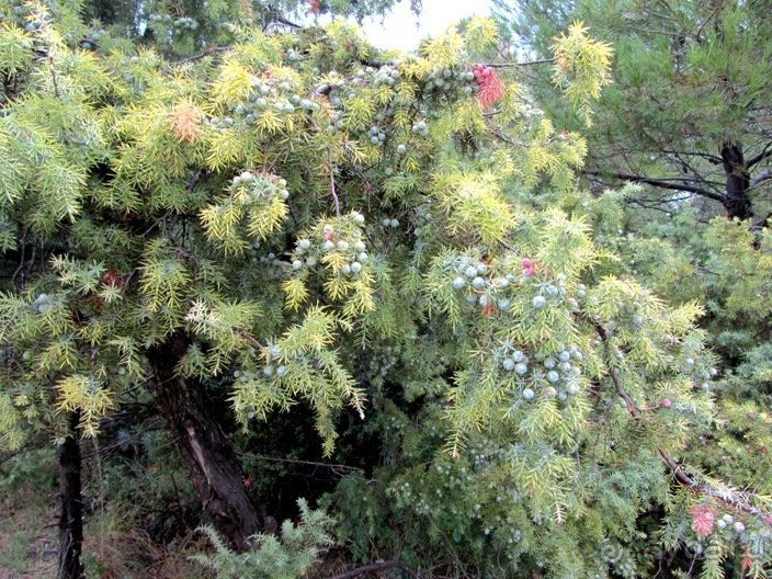 От Таррагоны до Арагона: в глубь Испании - в глубь веков. Часть 2