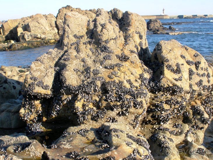 Порту и окрестности (Коимбра, Виана ду Каштело, Брага, Гимарайш, Вила ду Конде) Часть 2