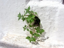 Санторинский кальдероскоп. Белое на голубом. Голубое на белом. Часть 5