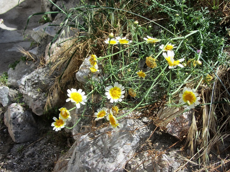 Санторинский кальдероскоп. Белое на голубом. Голубое на белом. Часть 5