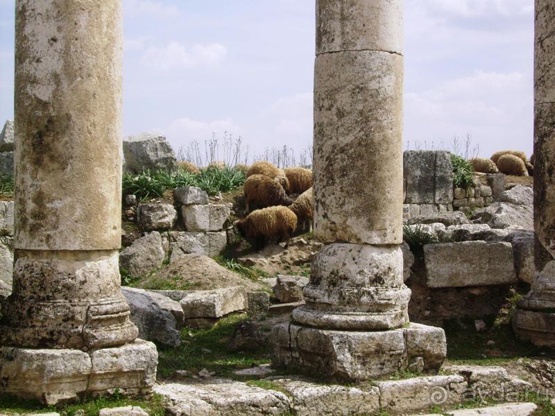 Ближний Восток. Фотоотчёты. Сирия