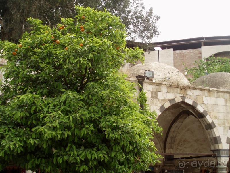 Ближний Восток. Фотоотчёты. Сирия