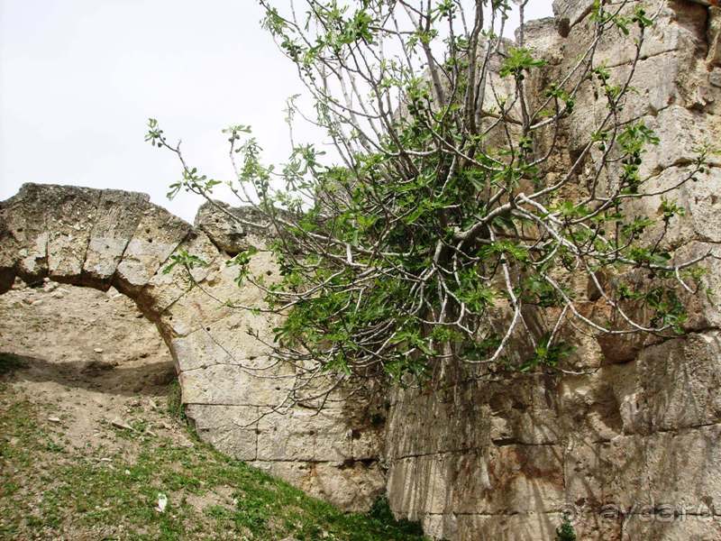 Ближний Восток. Фотоотчёты. Сирия