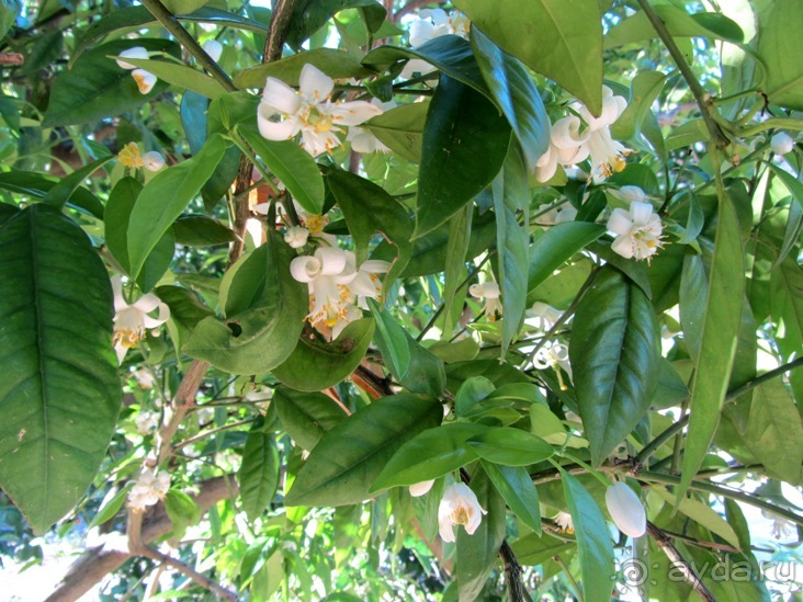 Валенсия и Коста-Бланка: пляжные бездельники в поисках аутентичной Испании