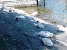 Швейцария: полстраны за 3 дня (День 4)