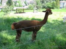 Швейцария: полстраны за 3 дня (День 4)