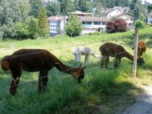 Швейцария: полстраны за 3 дня (День 4)