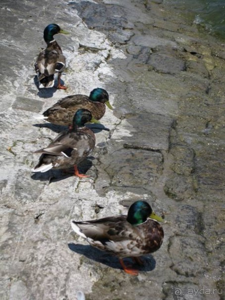 Швейцария: полстраны за 3 дня (День 4)