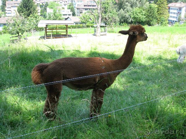 Швейцария: полстраны за 3 дня (День 4)