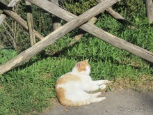 Италия в камне: Рим - Витербо - Гроссето - Питильяно - Сорано ... и опять Рим. Часть 5