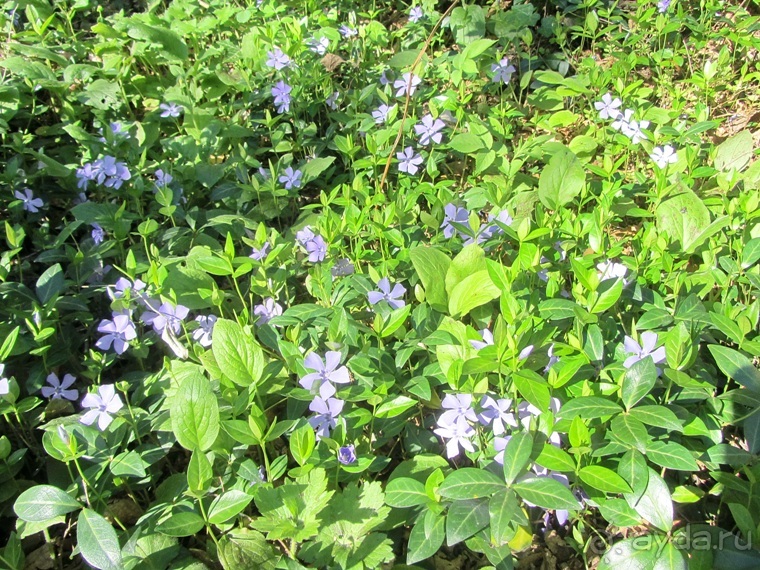 Италия в камне: Рим - Витербо - Гроссето - Питильяно - Сорано ... и опять Рим. Часть 5