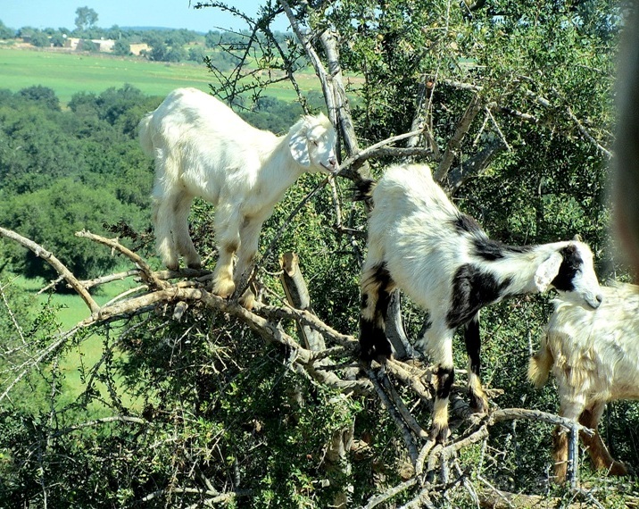Возвращение на Восток: Марокко без мороки, или страна, которая не напрягает. Часть 8