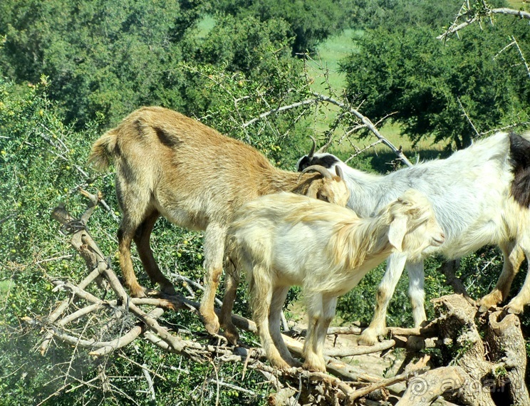 Возвращение на Восток: Марокко без мороки, или страна, которая не напрягает. Часть 8