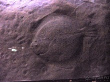 Лиссабон и окрестности. День 6 - Лиссабон (Парк наций, океанариум, Белен) – Кашкайш