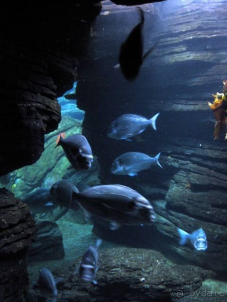 Лиссабон и окрестности. День 6 - Лиссабон (Парк наций, океанариум, Белен) – Кашкайш