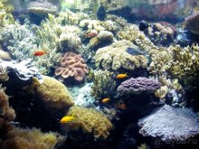 Лиссабон и окрестности. День 6 - Лиссабон (Парк наций, океанариум, Белен) – Кашкайш