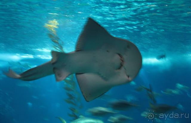 Лиссабон и окрестности. День 6 - Лиссабон (Парк наций, океанариум, Белен) – Кашкайш