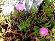 Лиссабон и окрестности. День 6 - Лиссабон (Парк наций, океанариум, Белен) – Кашкайш