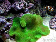 Лиссабон и окрестности. День 6 - Лиссабон (Парк наций, океанариум, Белен) – Кашкайш