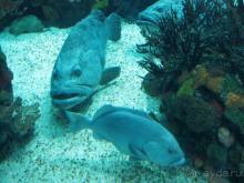 Лиссабон и окрестности. День 6 - Лиссабон (Парк наций, океанариум, Белен) – Кашкайш