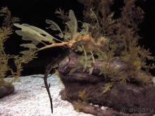 Лиссабон и окрестности. День 6 - Лиссабон (Парк наций, океанариум, Белен) – Кашкайш