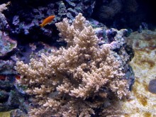 Лиссабон и окрестности. День 6 - Лиссабон (Парк наций, океанариум, Белен) – Кашкайш