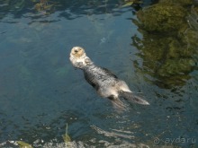Лиссабон и окрестности. День 6 - Лиссабон (Парк наций, океанариум, Белен) – Кашкайш