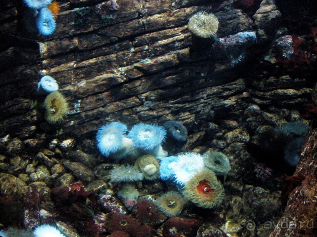 Лиссабон и окрестности. День 6 - Лиссабон (Парк наций, океанариум, Белен) – Кашкайш