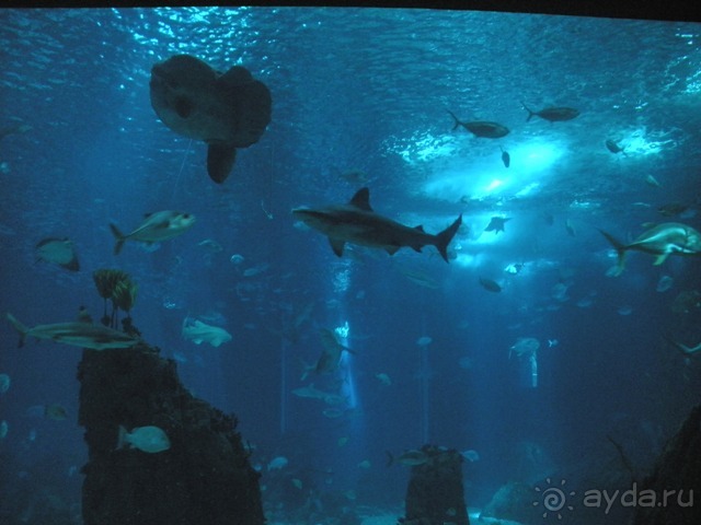 Лиссабон и окрестности. День 6 - Лиссабон (Парк наций, океанариум, Белен) – Кашкайш