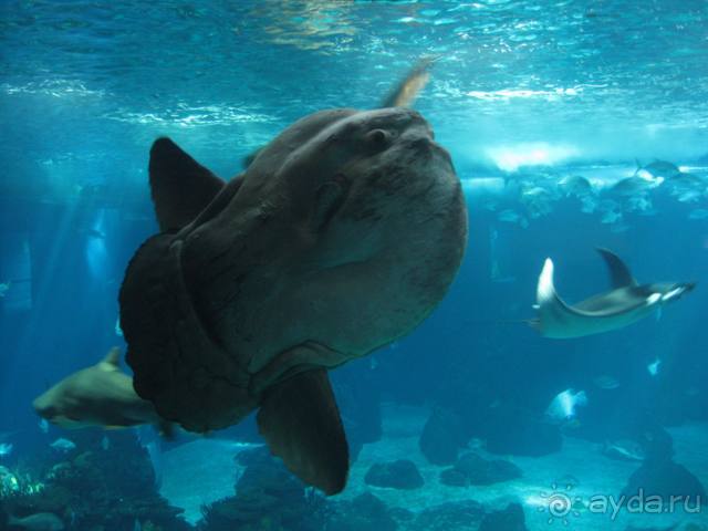 Лиссабон и окрестности. День 6 - Лиссабон (Парк наций, океанариум, Белен) – Кашкайш