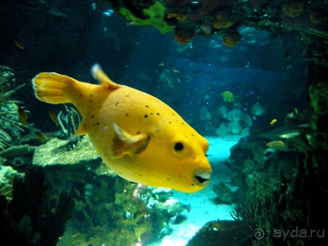 Лиссабон и окрестности. День 6 - Лиссабон (Парк наций, океанариум, Белен) – Кашкайш