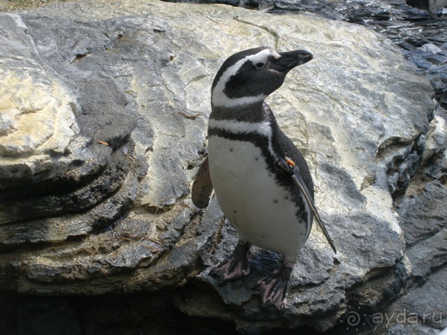 Лиссабон и окрестности. День 6 - Лиссабон (Парк наций, океанариум, Белен) – Кашкайш