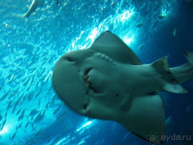 Лиссабон и окрестности. День 6 - Лиссабон (Парк наций, океанариум, Белен) – Кашкайш