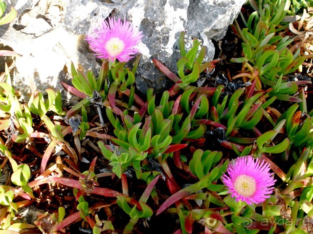 Лиссабон и окрестности. День 6 - Лиссабон (Парк наций, океанариум, Белен) – Кашкайш