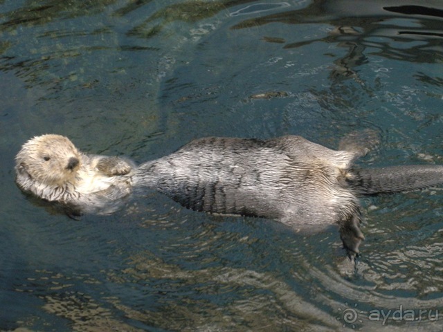 Лиссабон и окрестности. День 6 - Лиссабон (Парк наций, океанариум, Белен) – Кашкайш