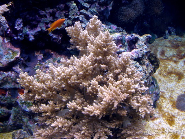 Лиссабон и окрестности. День 6 - Лиссабон (Парк наций, океанариум, Белен) – Кашкайш