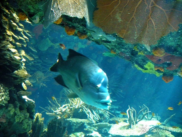 Лиссабон и окрестности. День 6 - Лиссабон (Парк наций, океанариум, Белен) – Кашкайш