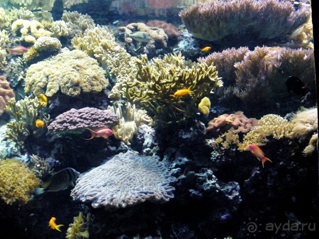 Лиссабон и окрестности. День 6 - Лиссабон (Парк наций, океанариум, Белен) – Кашкайш