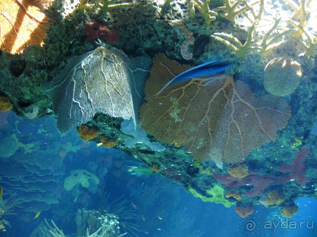 Лиссабон и окрестности. День 6 - Лиссабон (Парк наций, океанариум, Белен) – Кашкайш