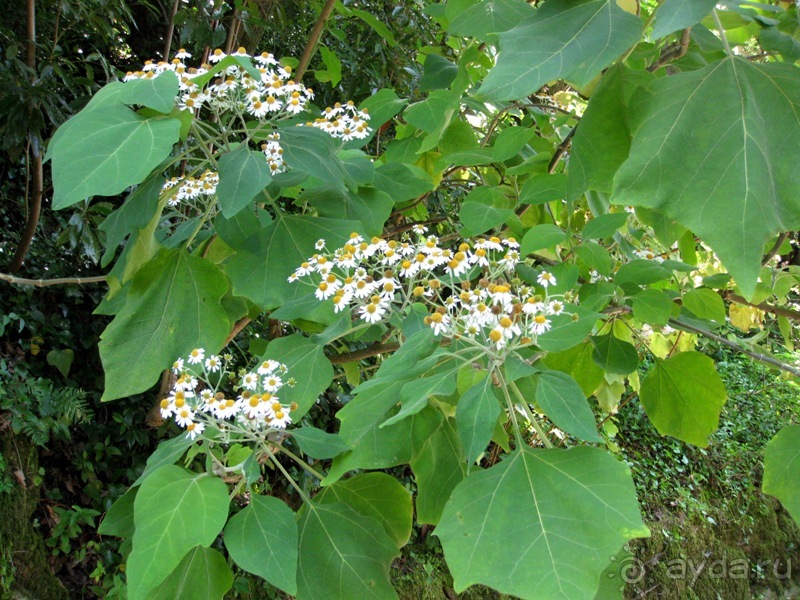 Лиссабон и окрестности. День 2 - Синтра.