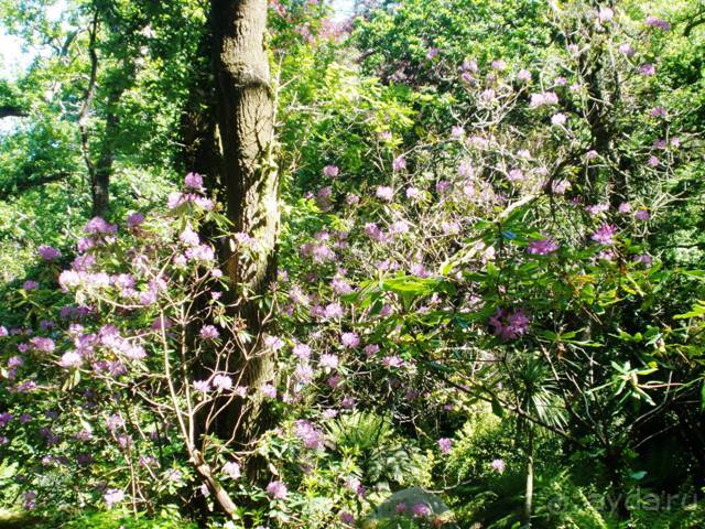 Лиссабон и окрестности. День 2 - Синтра.