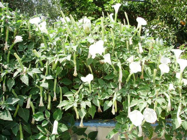 Греческий Кипр (центр и запад)