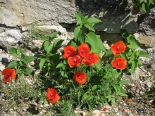 От Марселя до Каркассона: 5 городов за 5 дней (Авиньон)