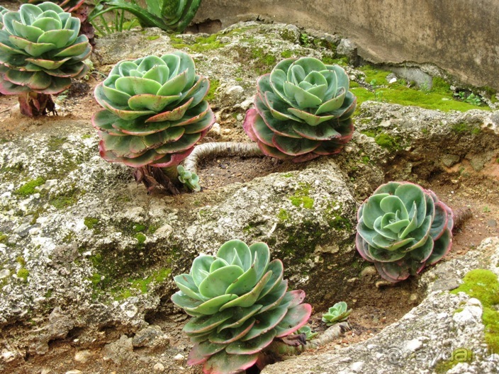 Андалусия-4: Севилья, Кармона, Эсиха, хересный треугольник и кадисский меридиан (часть 5)