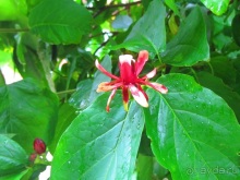 Бельгийские бродилки, пыхтелки и вопилки (с заездом в Маастрихт). Часть 8