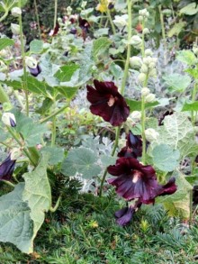 Бельгийские бродилки, пыхтелки и вопилки (с заездом в Маастрихт). Часть 11