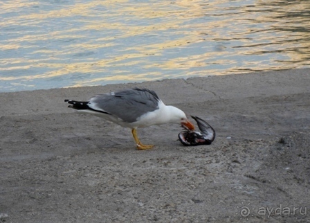 Альбом отзыва "От Марселя до Каркассона: 5 городов за 5 дней (Марсель часть 1)"