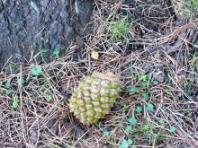 Как мы спасали ёжика и другие прогулки по Кастилии и вокруг Мадрида. Часть 4