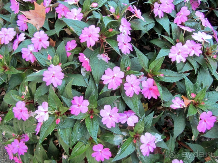 Как мы спасали ёжика и другие прогулки по Кастилии и вокруг Мадрида. Часть 4