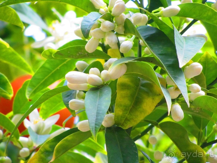 Тайны Барселоны, или была ли жизнь до Гауди ? Часть1